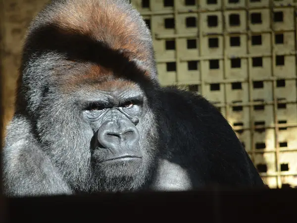 Gorilla at Cabárceno Nature Park