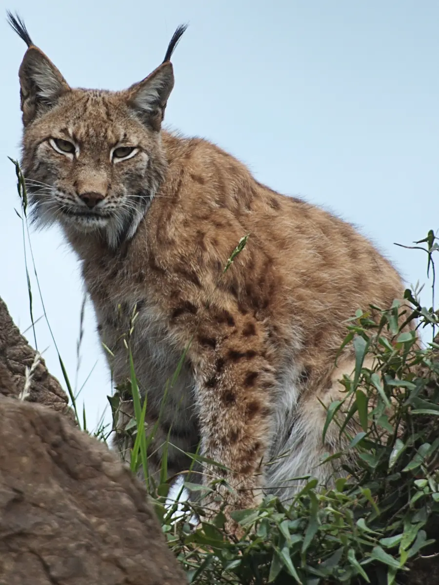Lynx among the rocks at Cabárceno Nature Park