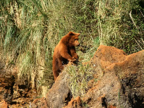 Brown bear among the rocks at Cabárceno Nature Park
