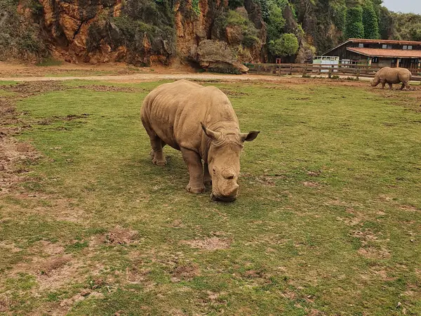 Rhino grazing at Cabárceno Nature Park, with the karst rocks behind